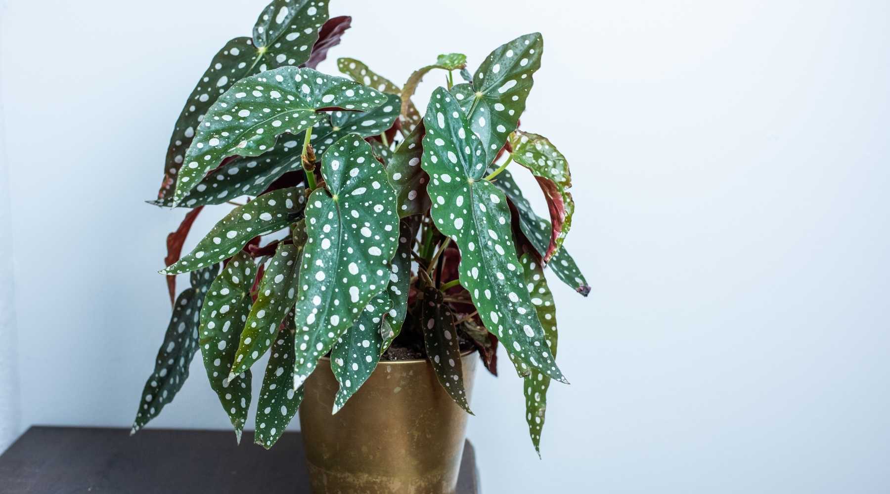 Guide On How To Grow And Care For Polka Dot Plants – BloomBoxClub USA