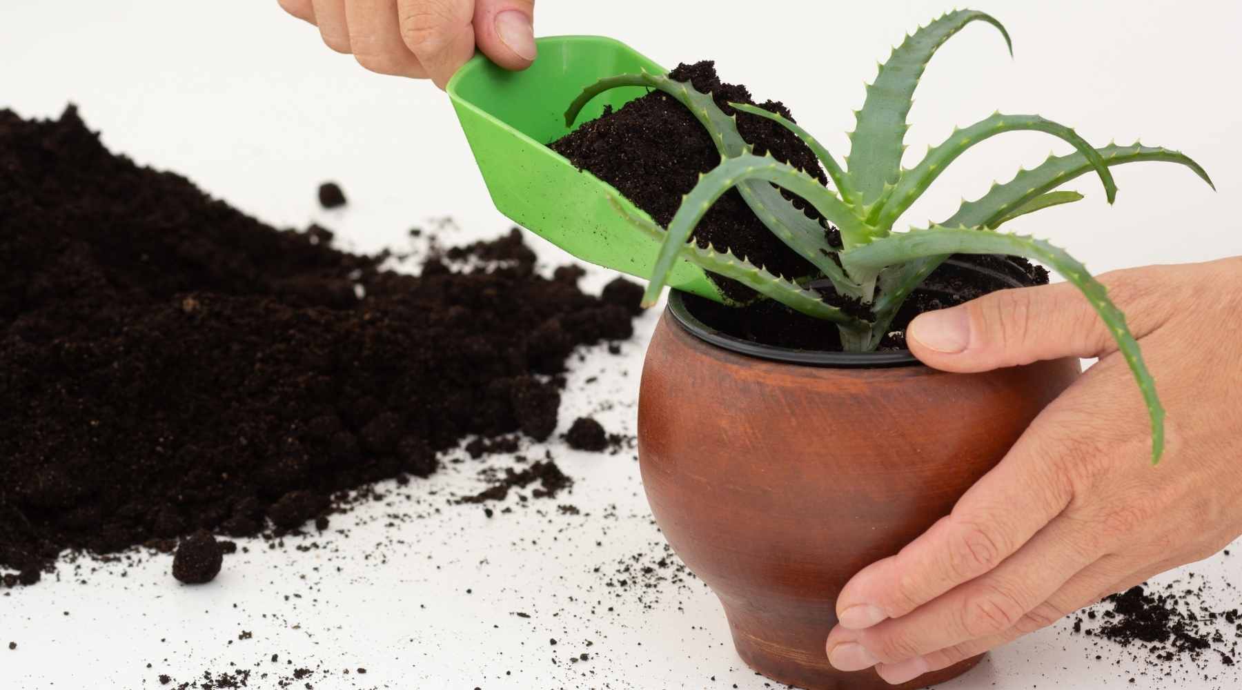 How To Propagate An Aloe Vera