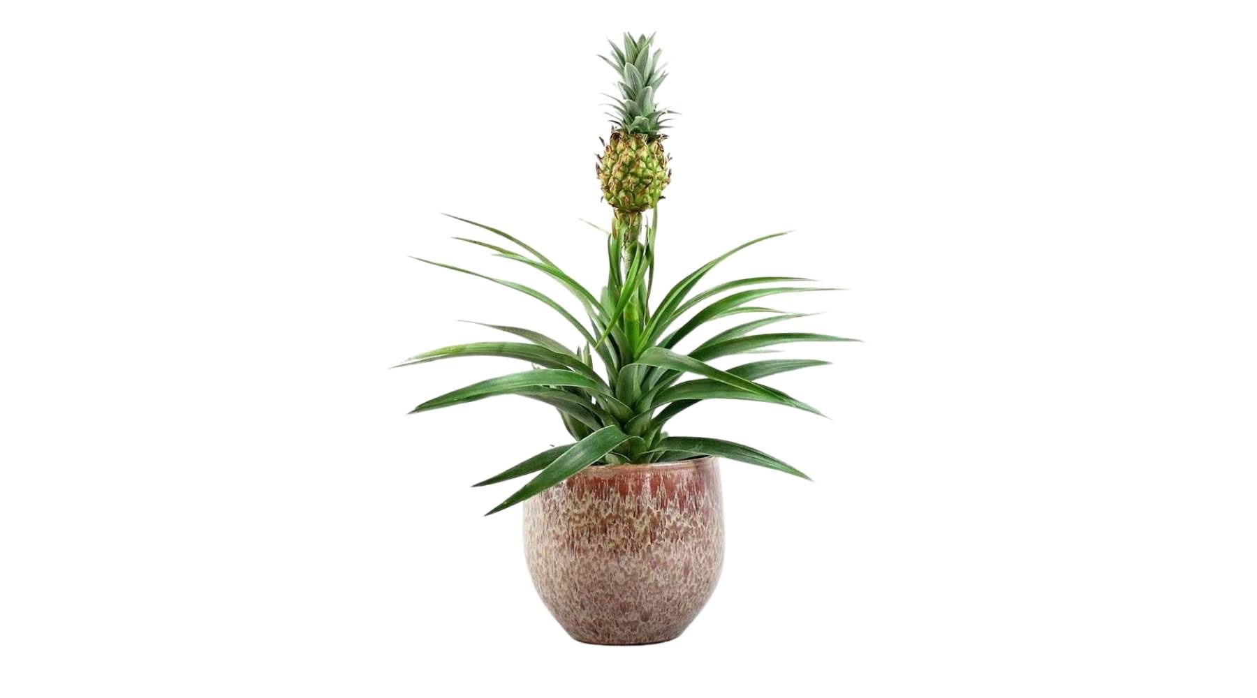 Pygmy Pineapple ‘Amigo’
