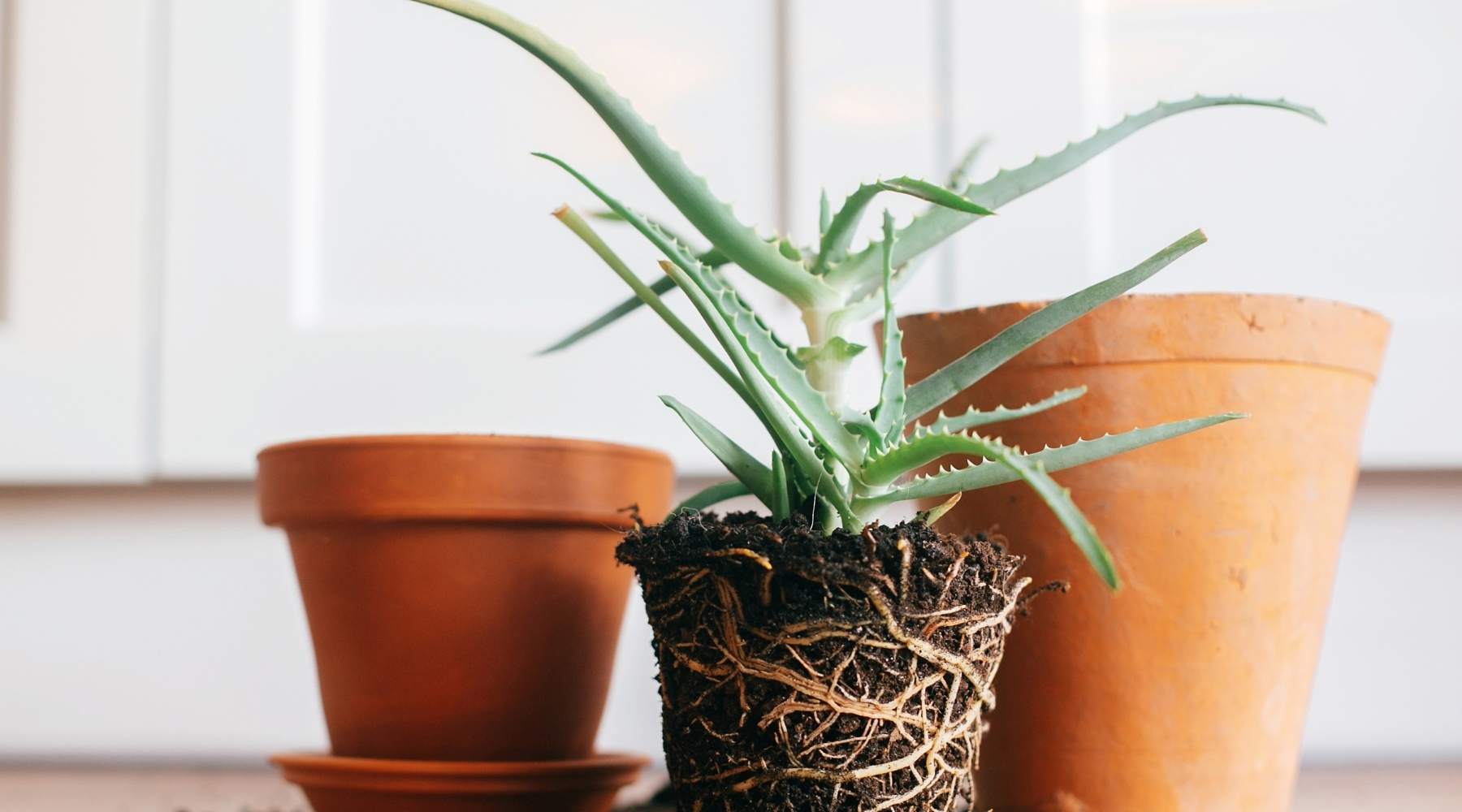 Repotting: upgrade to a bigger home