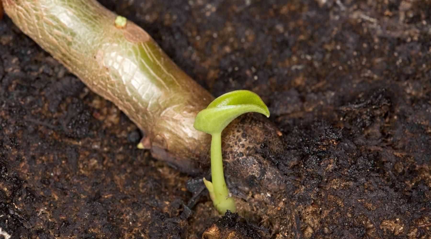 Root Plantlets