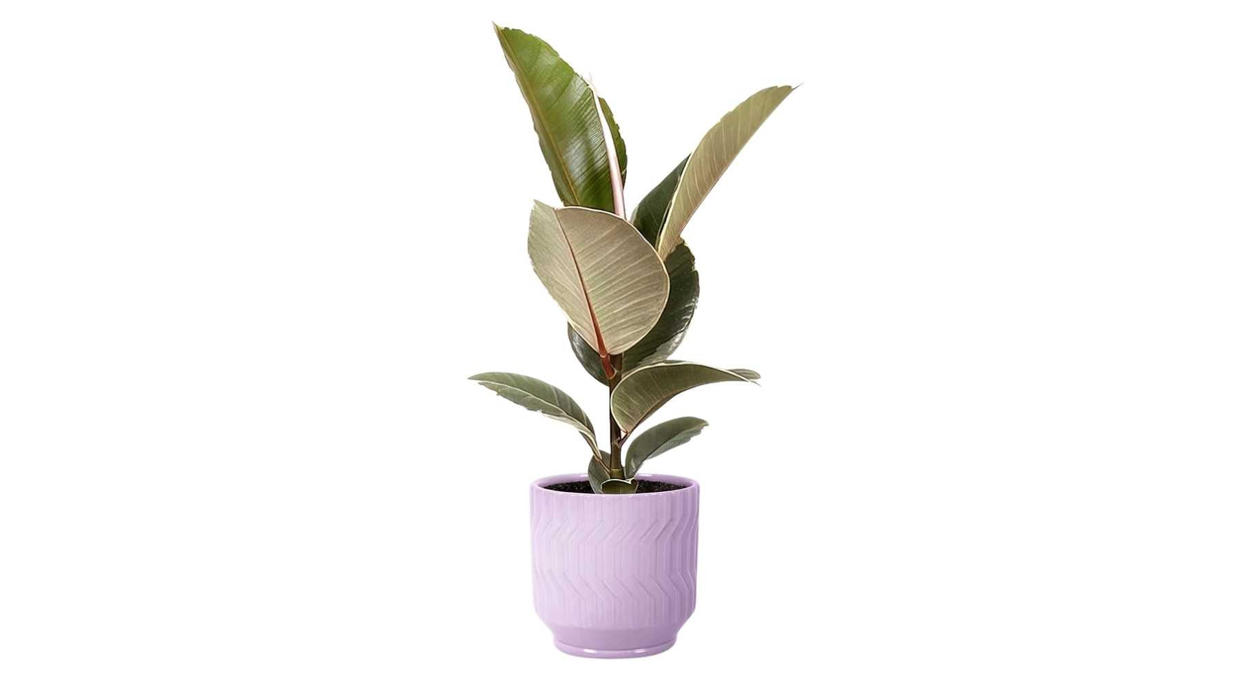 Rubber plant