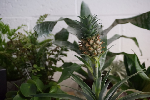 Pygmy Pineapple Plant