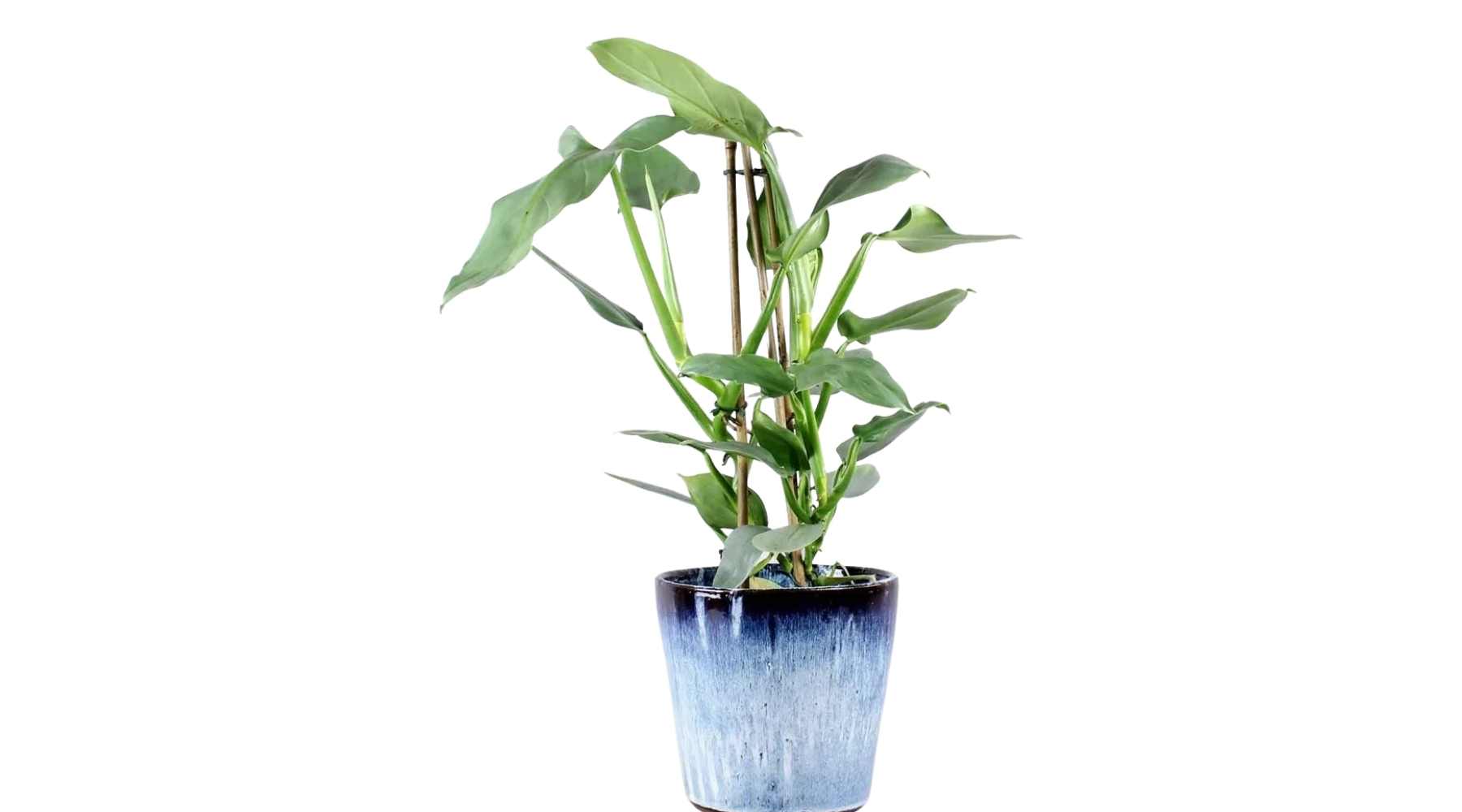 Silver Sword Philodendron