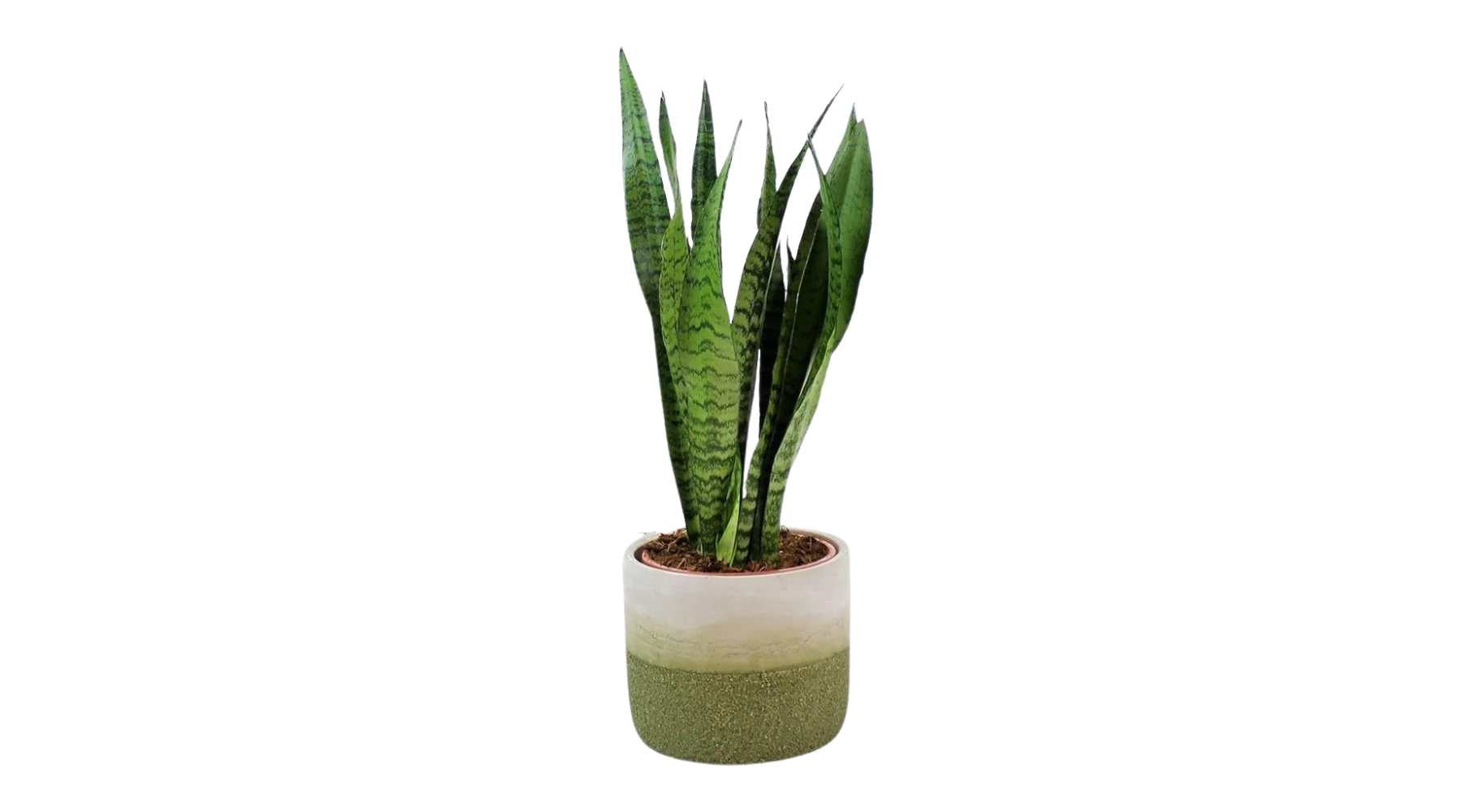 Snake Plant Zeylanica