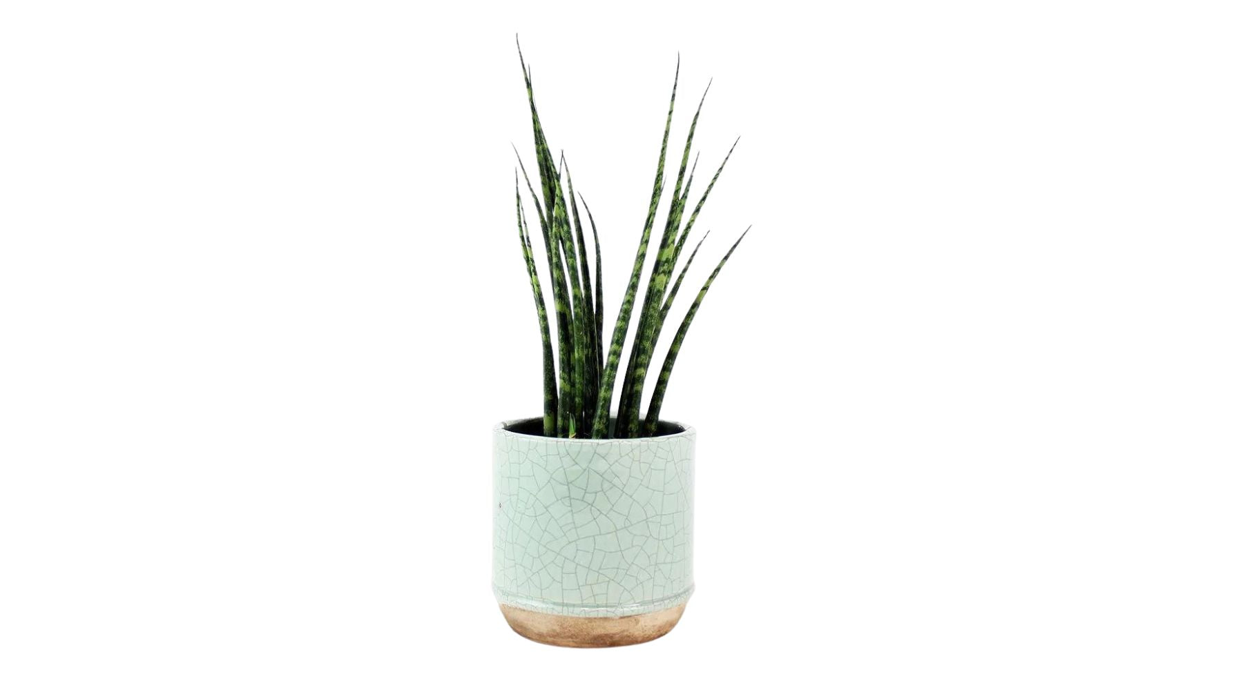 Snake Plant 'Fernwood Mikado'