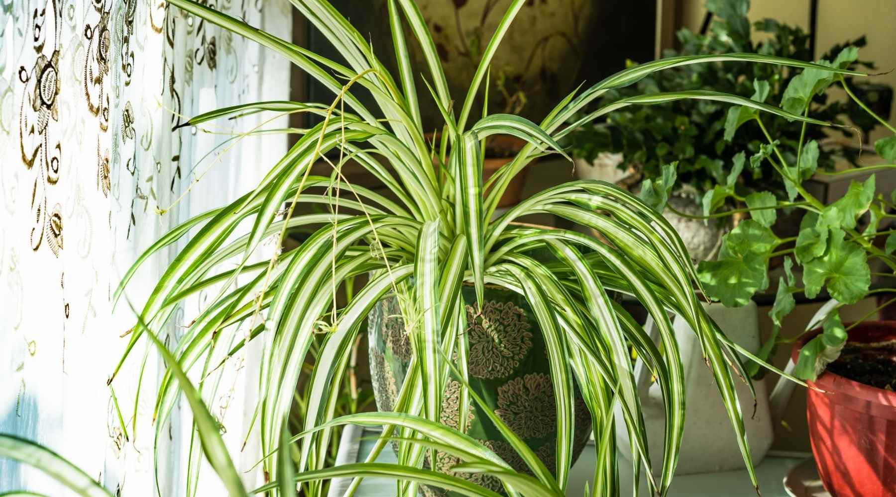 Spider plant in green pot