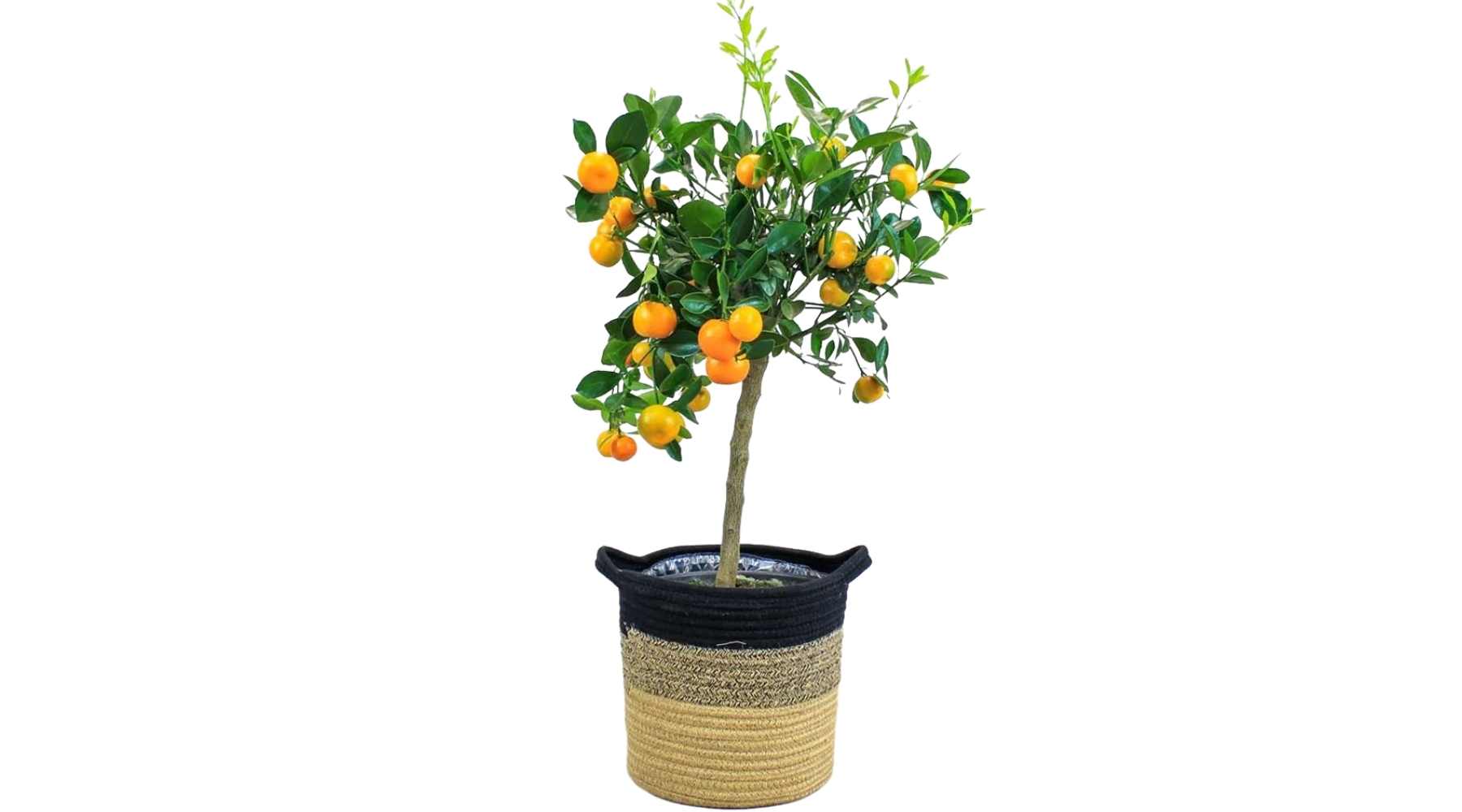 The Calamondin Orange Tree