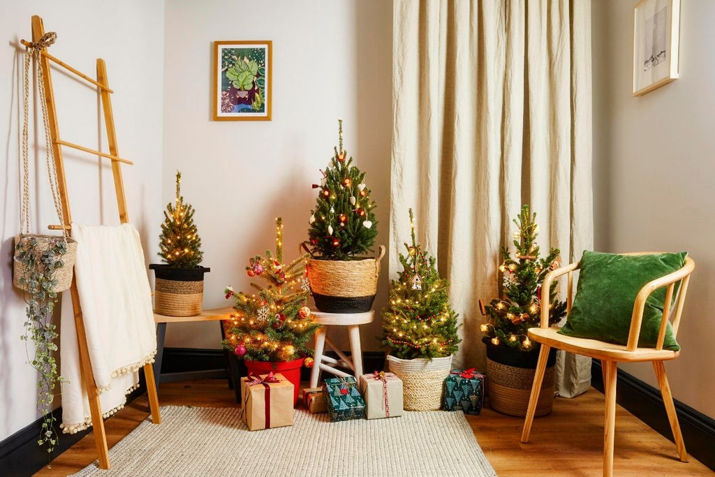 Living Christmas Trees - UK Plant Delivery - Bloombox – Bloombox Club
