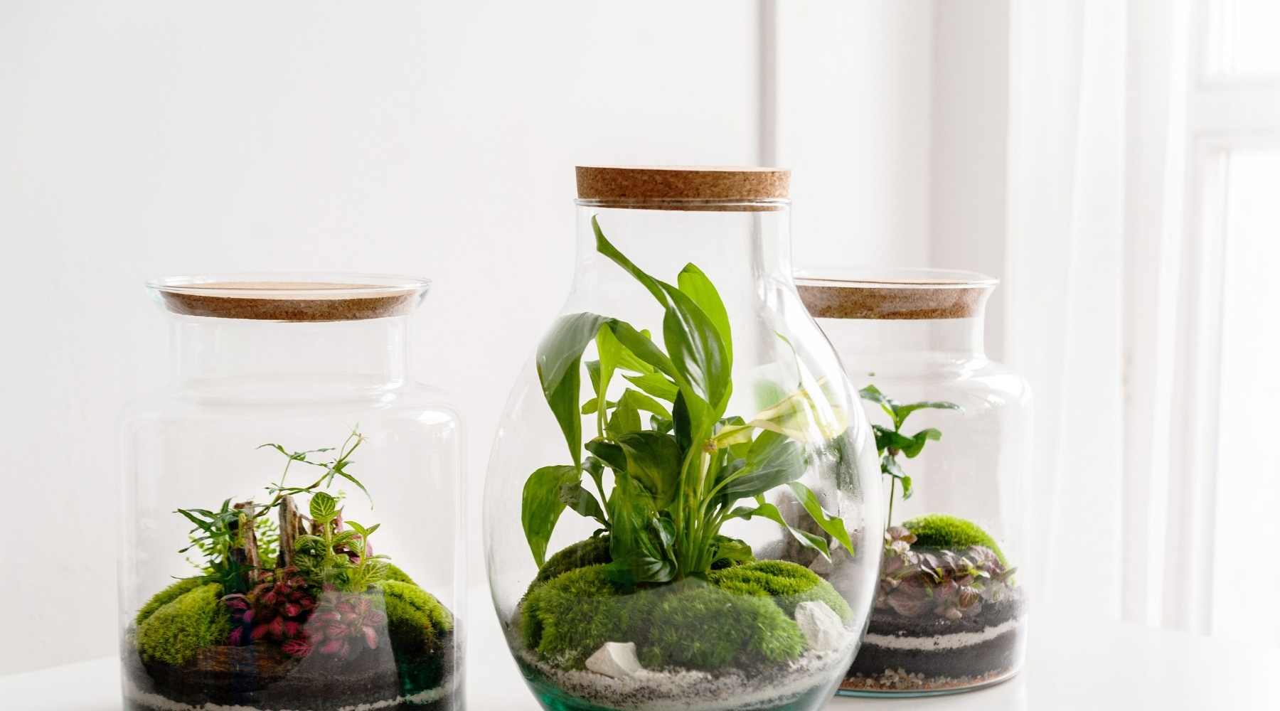 Terrarium Plants