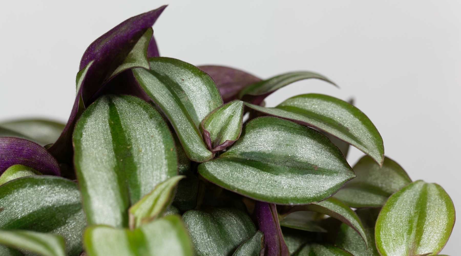 Tradescantia Zebrina Care & Growth Guide