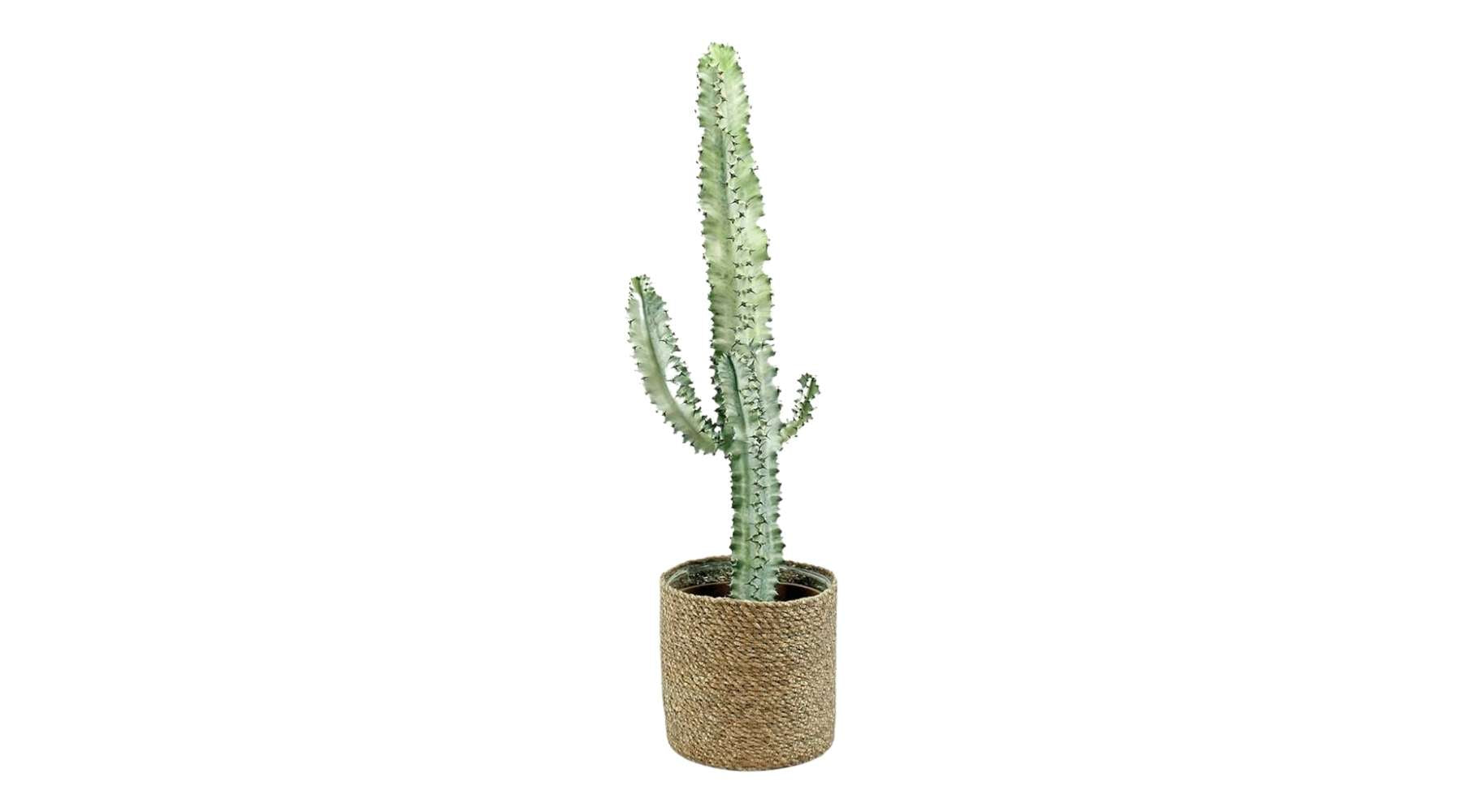 Variegated Candlebra Cactus