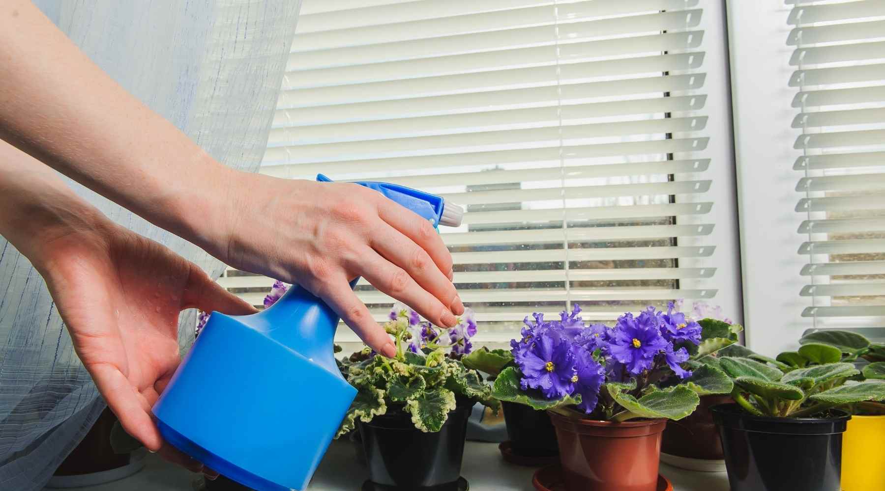 Watering African Violets