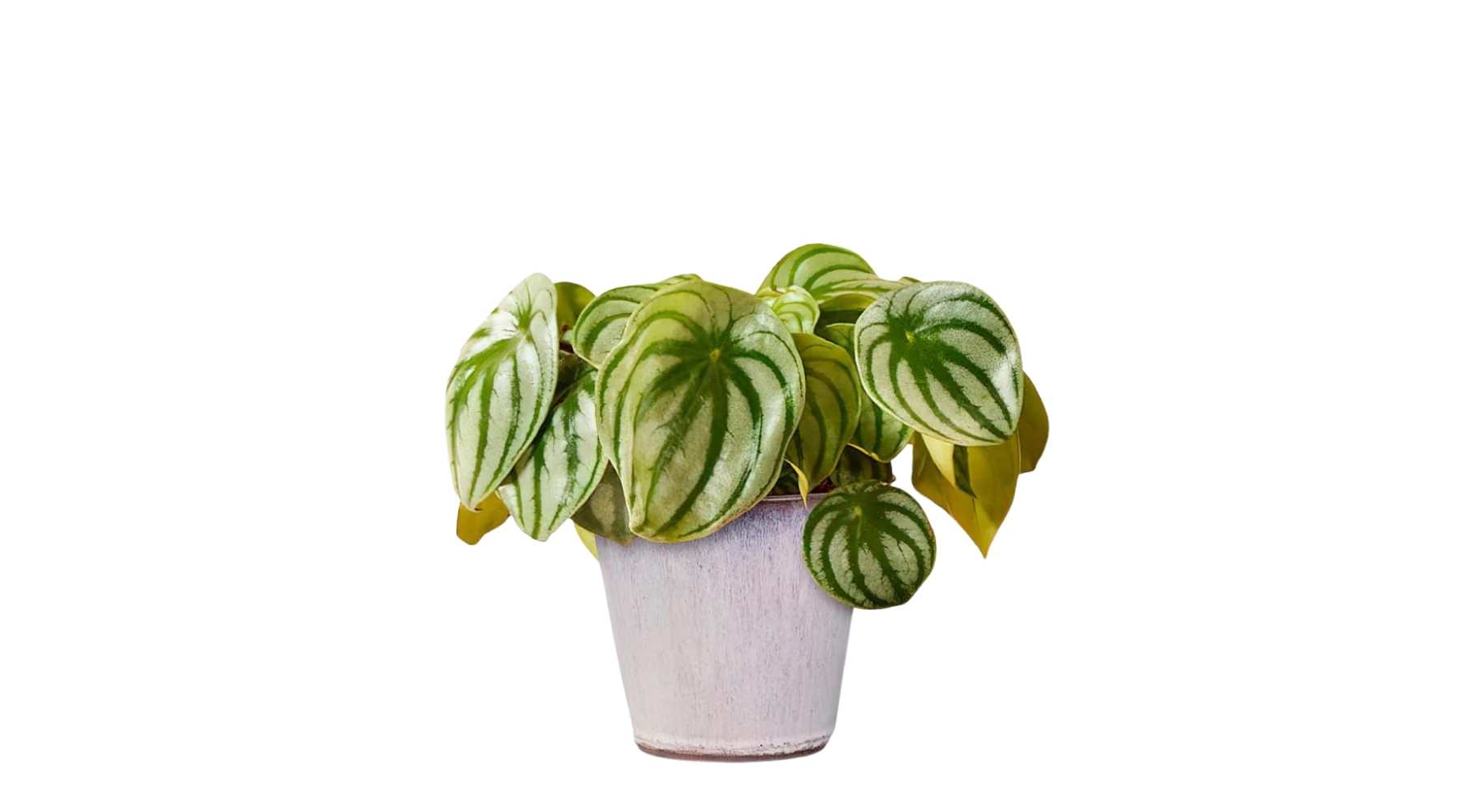 Watermelon Peperomia