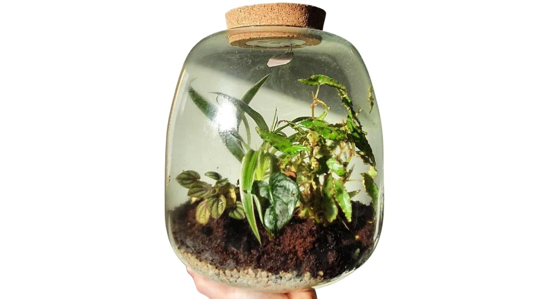 Terrarium Plants: Types, Benefits and Care Tips