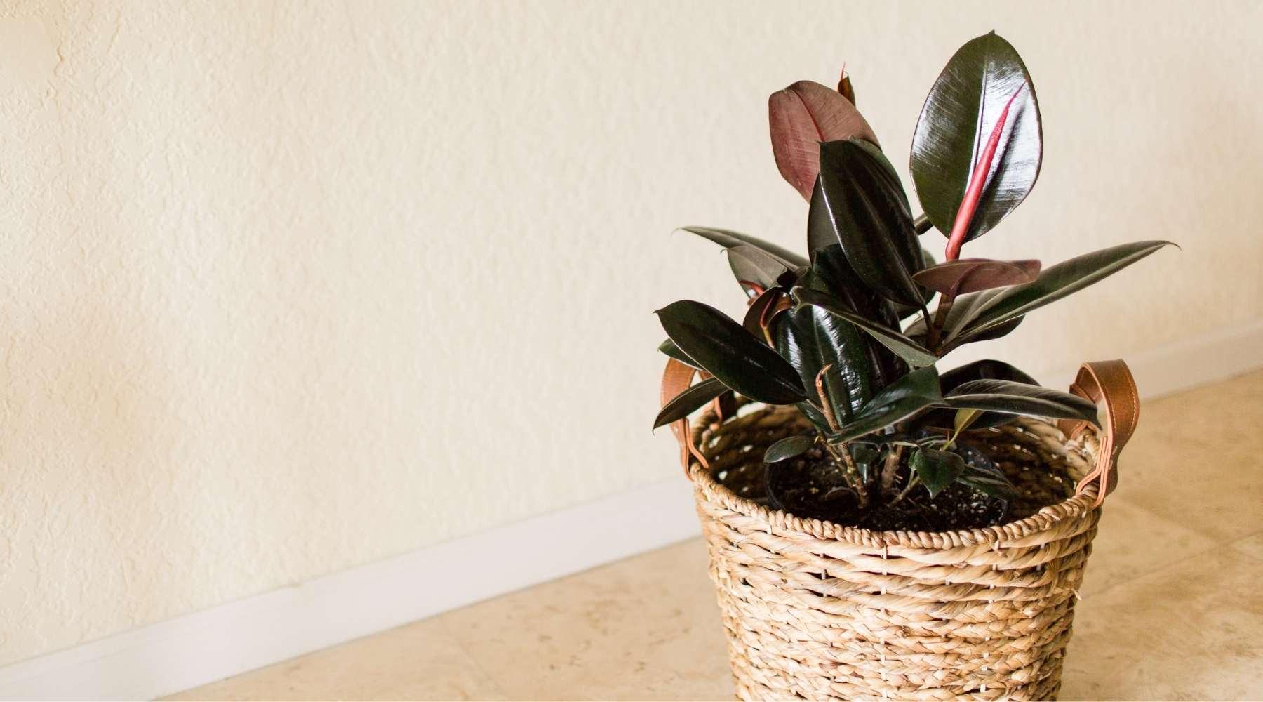 Shop Baby Rubber Plants Online - Easy Care & Air-Purifying