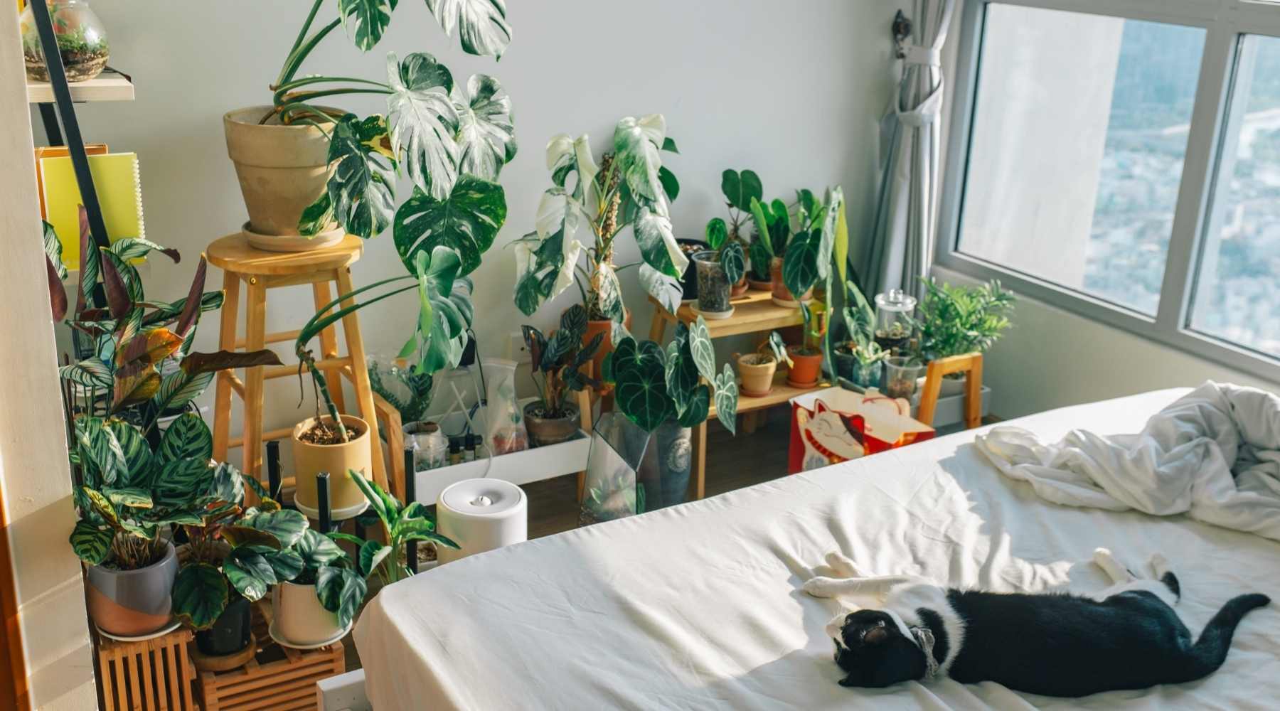 Which room is best for indoor plants