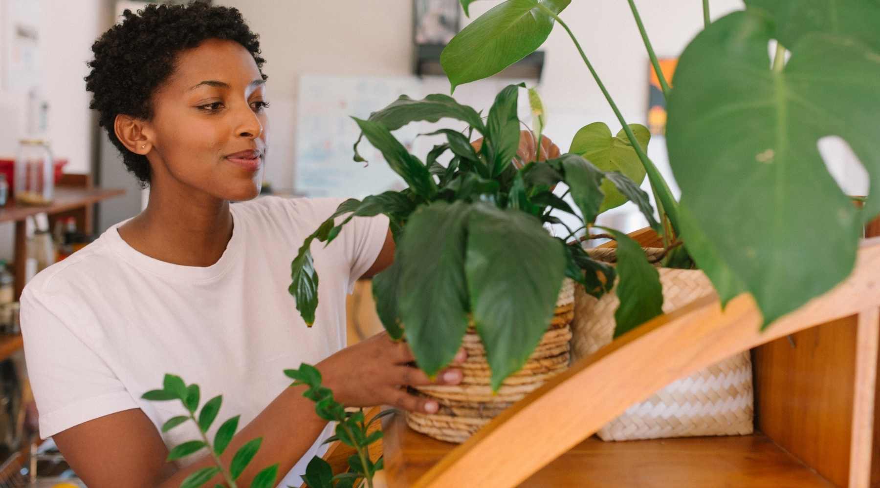 Why Should You Get Indoor Plants that Release Oxygen at Night?