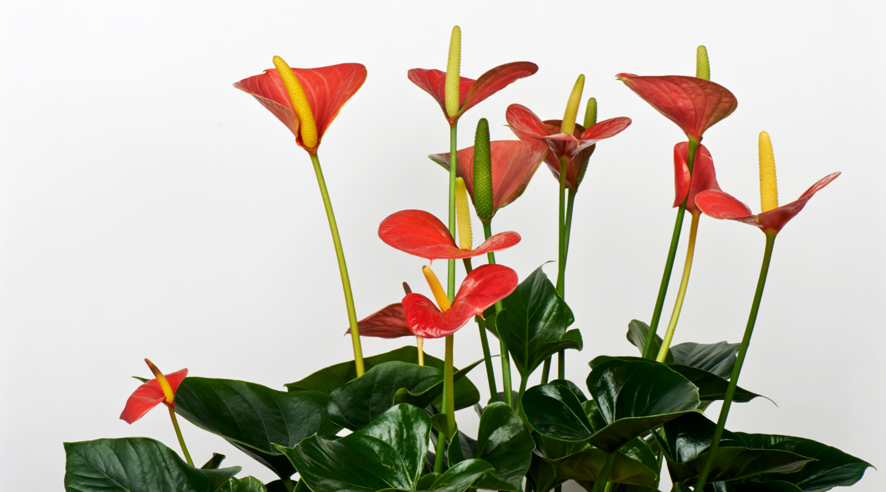 Watering your Anthurium