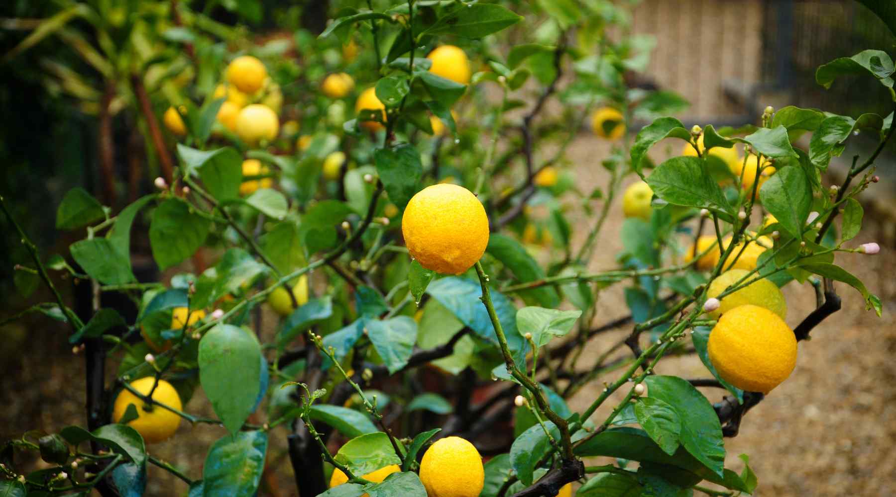 caring lemon tree