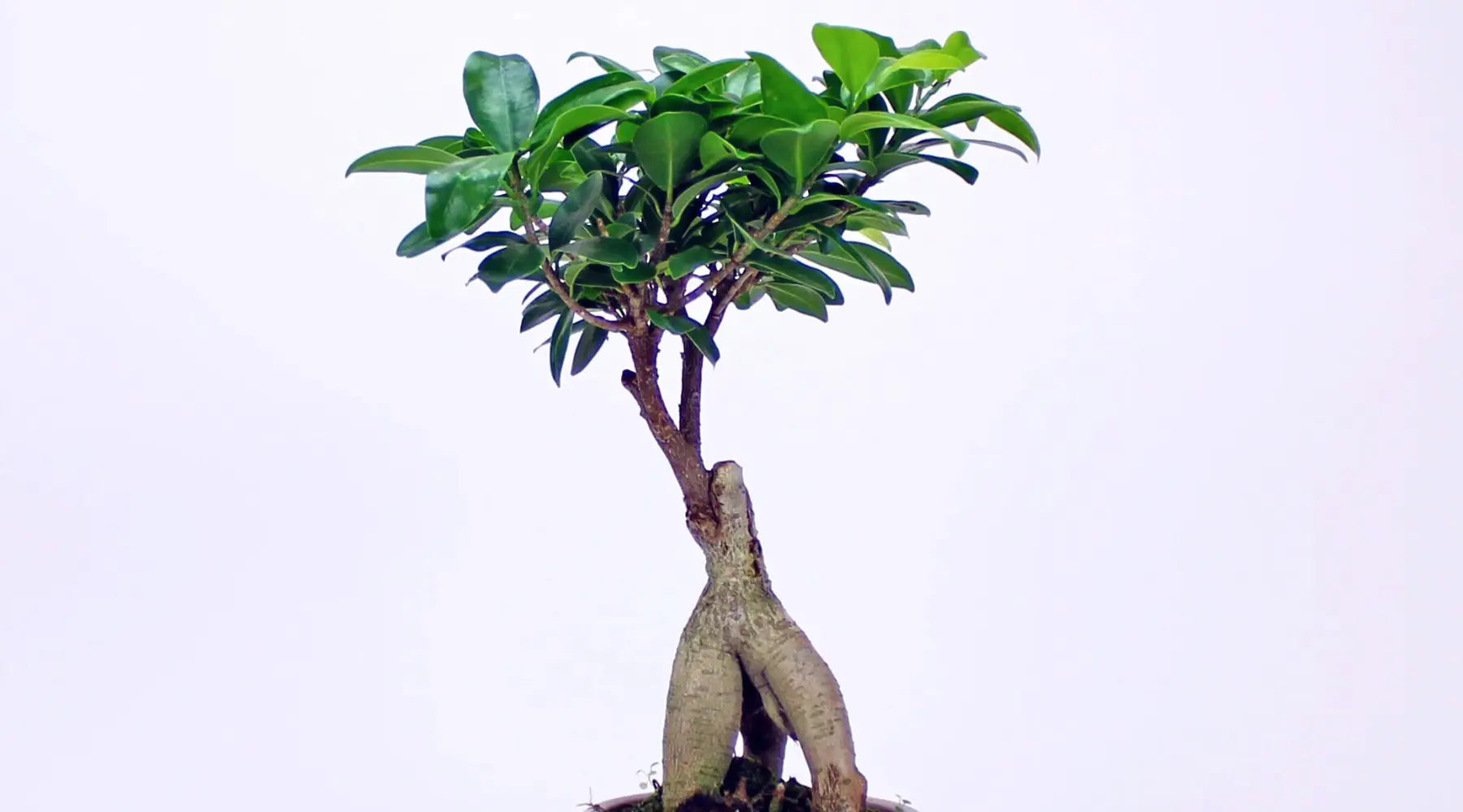 ficus ginseng