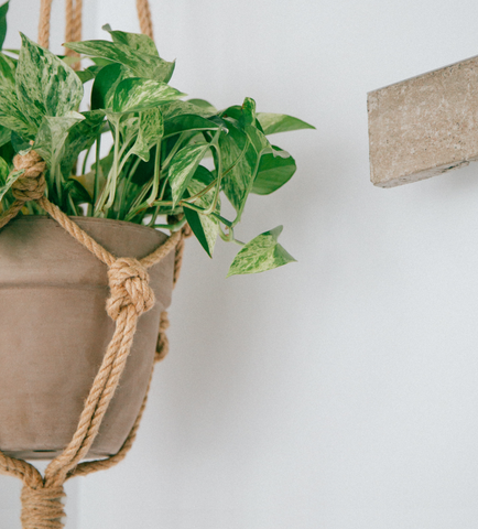 How to Arrange Hanging Plants – Bloombox Club