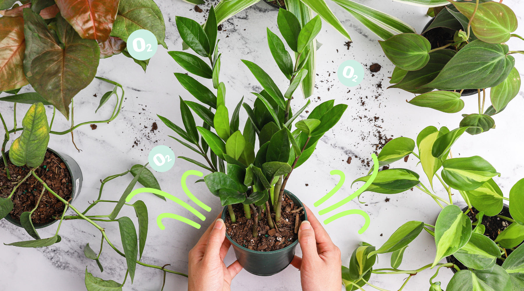 indoor plants facts you should know