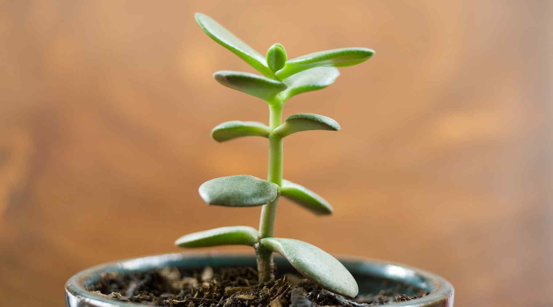 propagating jade plant