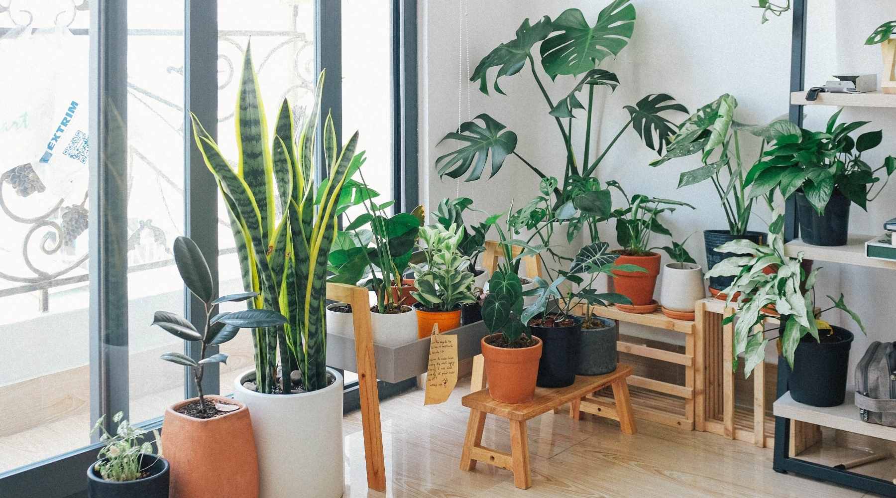 Indoor plants in light