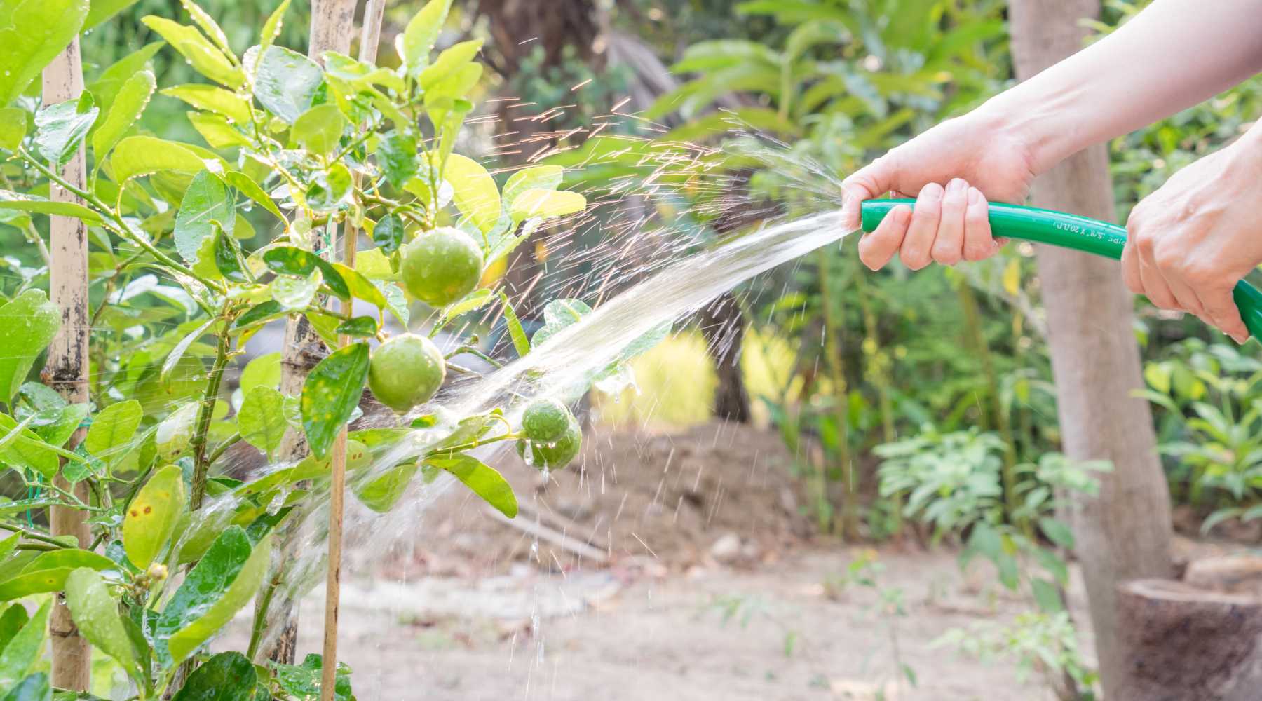 watering lime tree