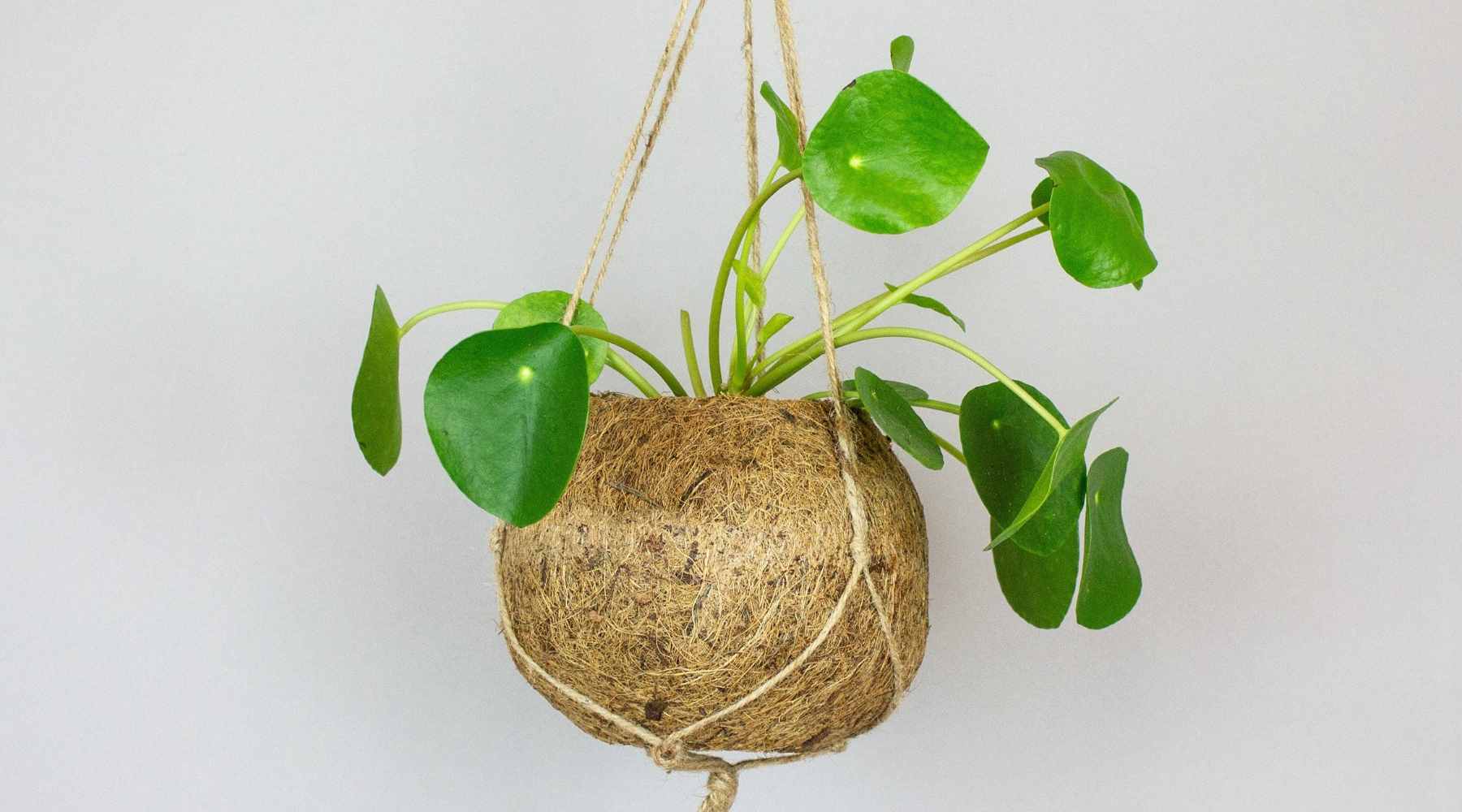 money plant