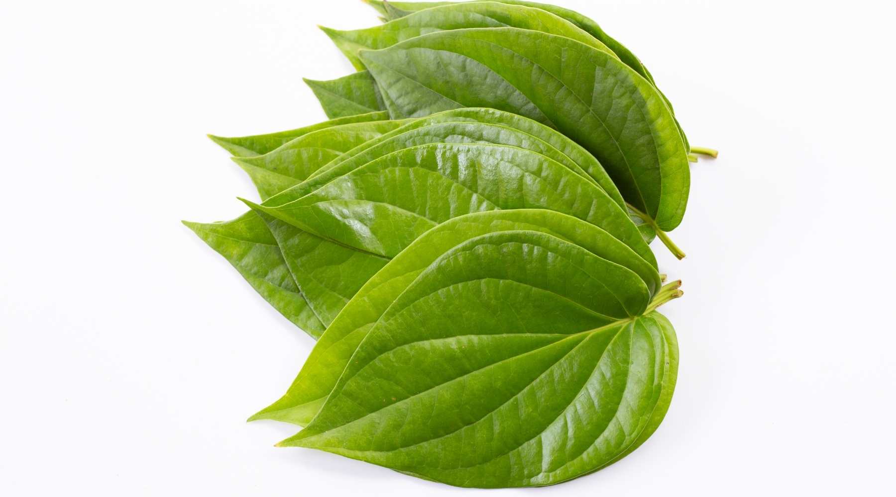 benefits of betel leaf