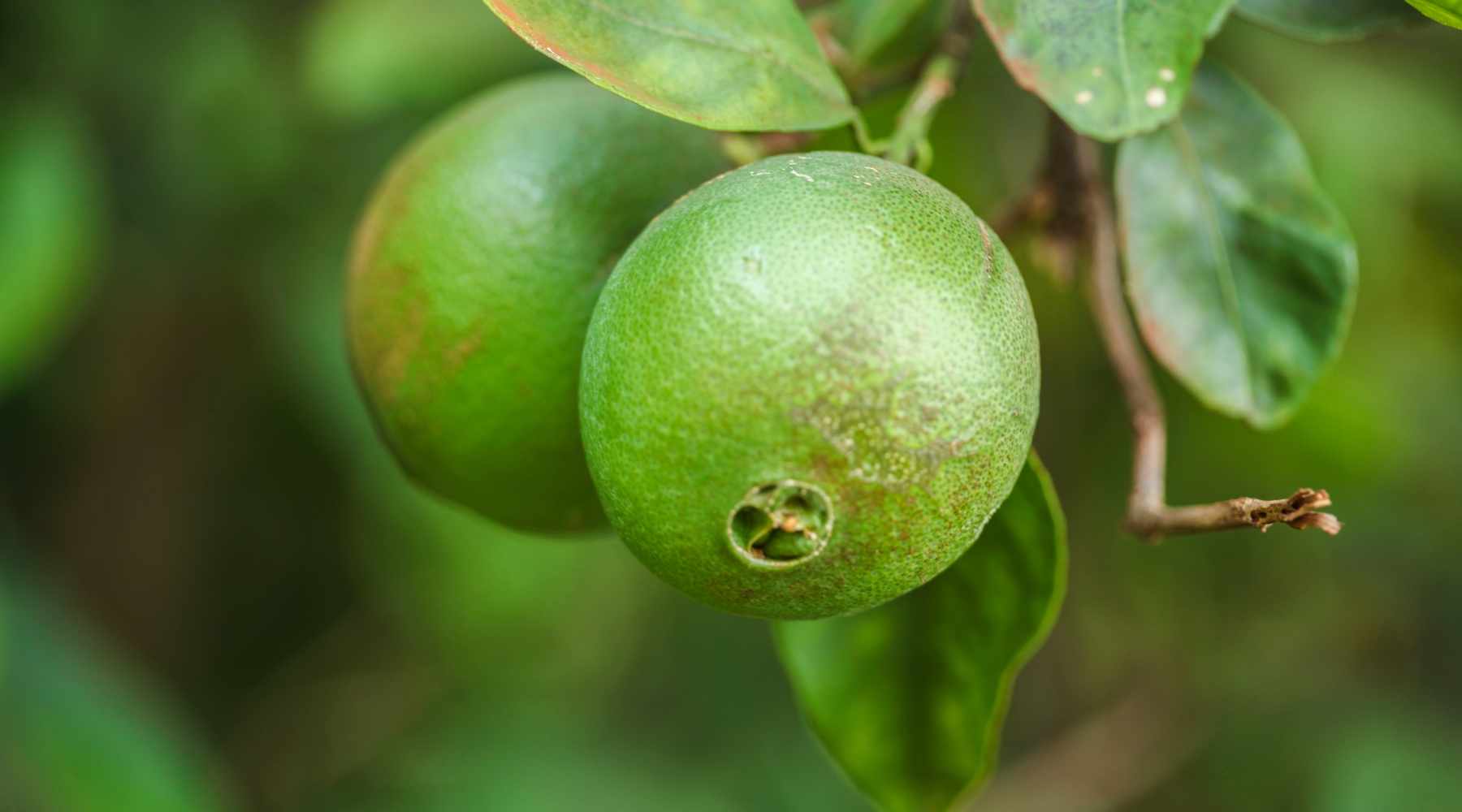 persian lime