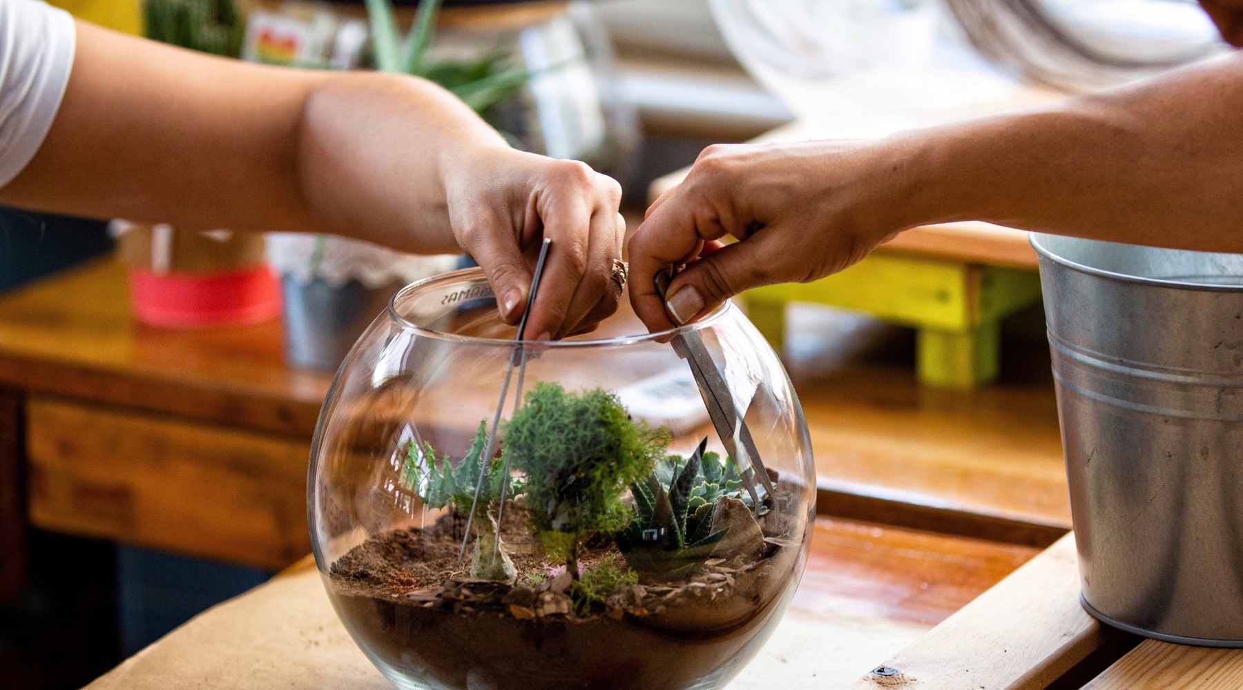 pruning terrarium plant