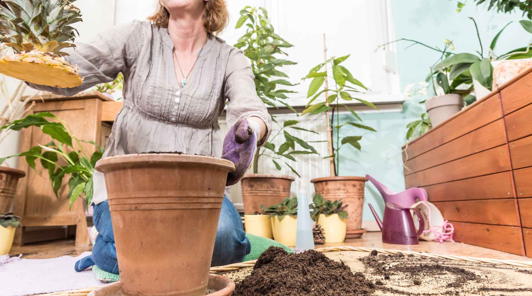 repotting pineapple plant