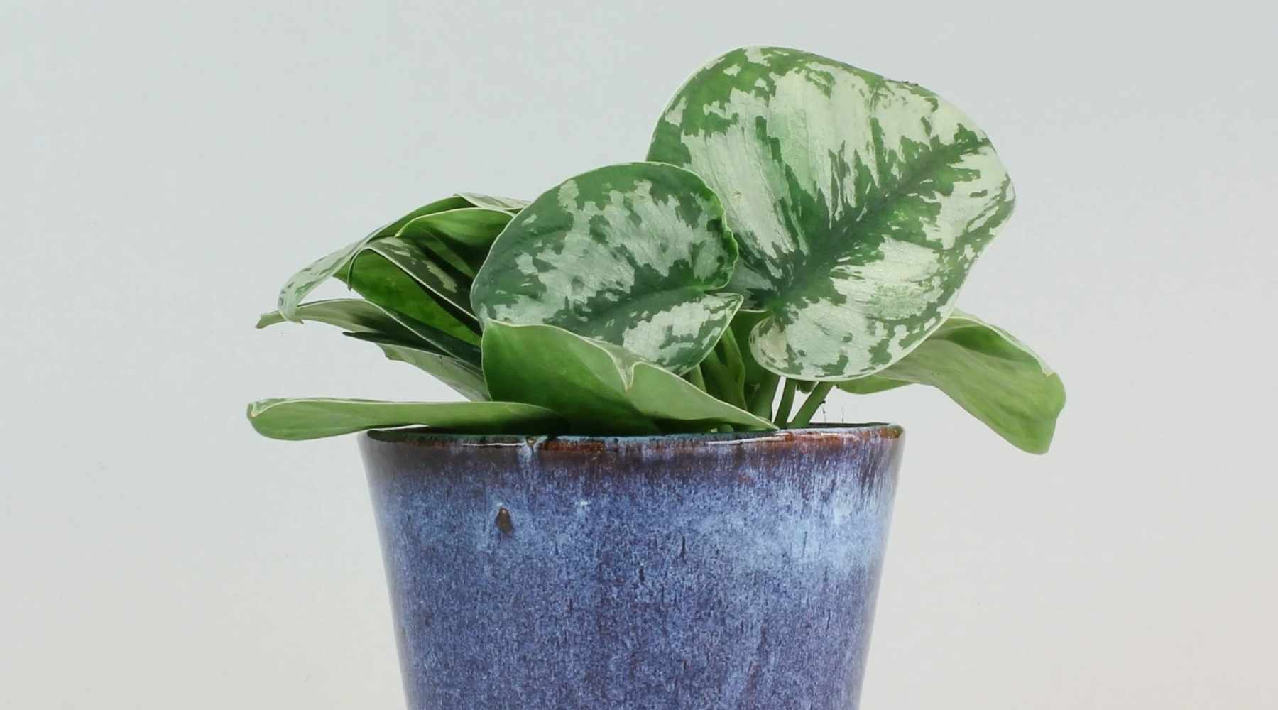 Satin pothos