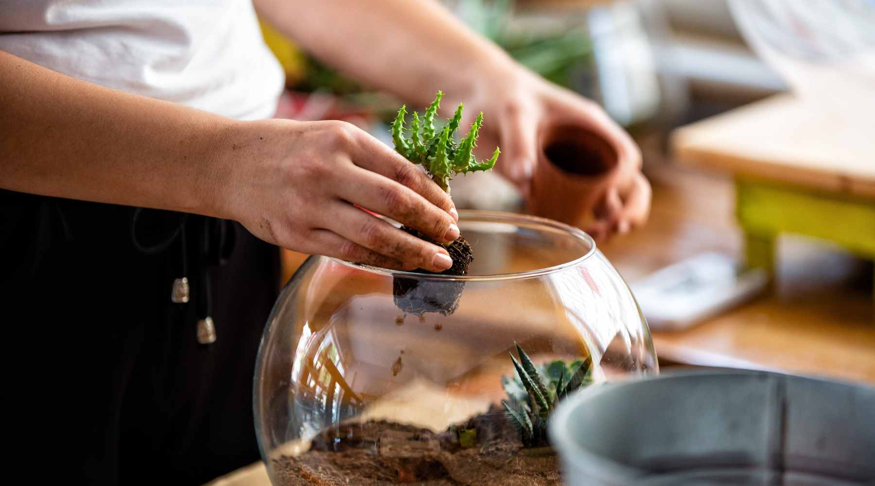 setting up terrarium