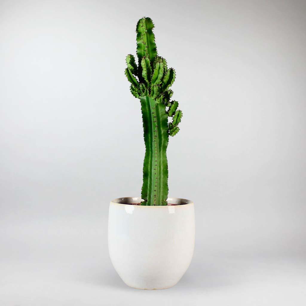 Candelabra Cactus | Euphorbia Eritrea | Bloombox Club UK