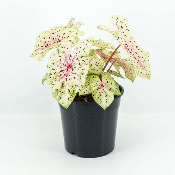 Caladium Miss Muffet: The Angel Wings Caladium! | Bloombox Club