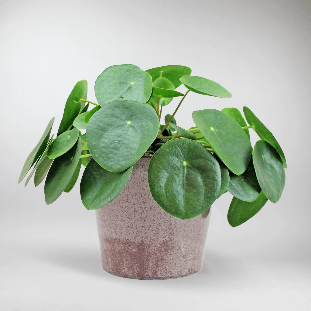 Planta de dinero chino |  Pilea Peperomioides