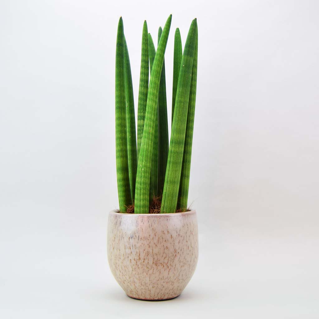 Sansevieria Cylindrica The Must Have Cylindrical Snake Plant – Bloombox