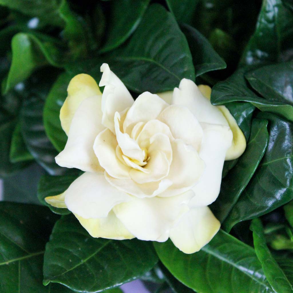 Buy Gardenia Jasminoides garden plant online | Bloombox Club