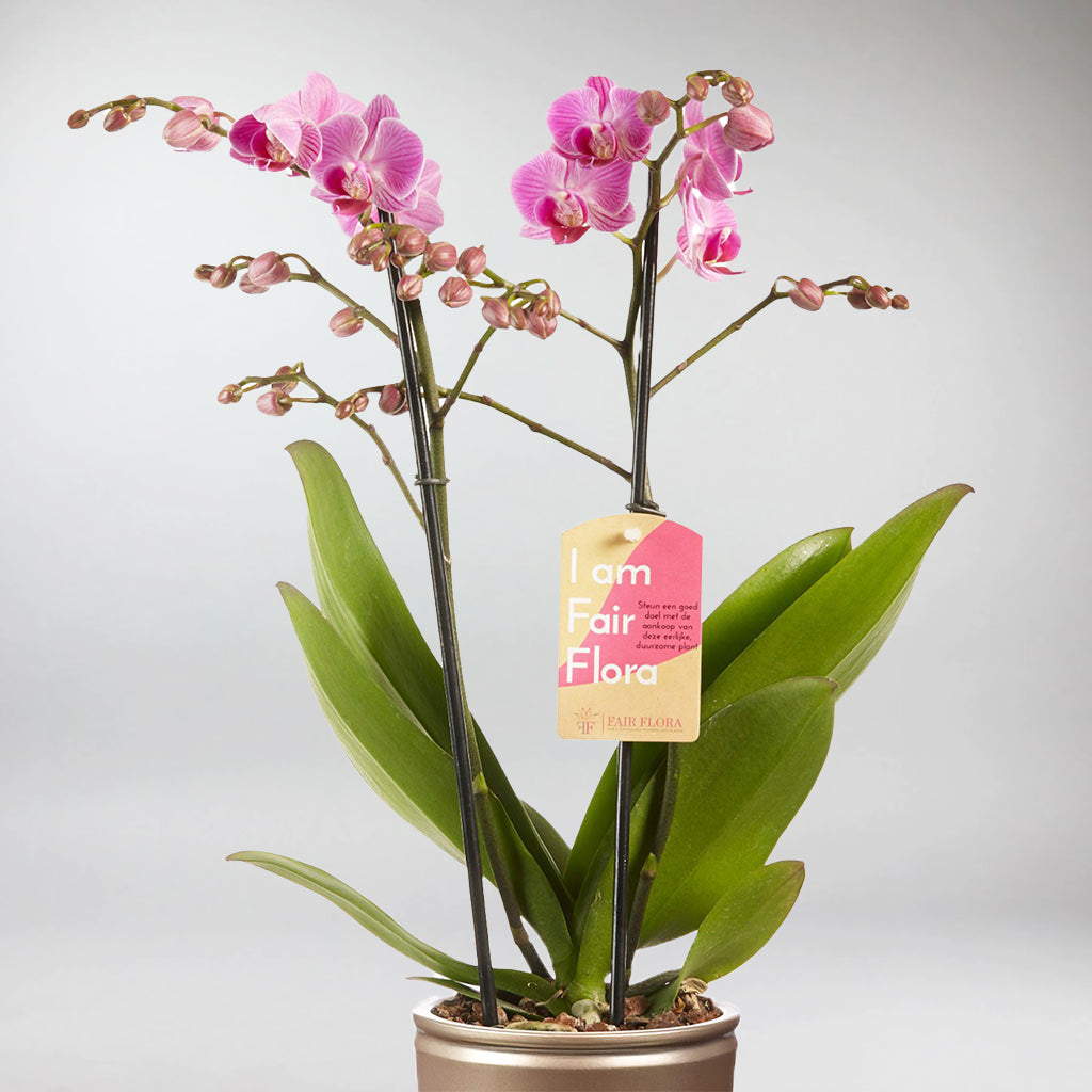 Buy Phalaenopsis Santa Rosa online UK | Orchids Plants | Bloombox Club