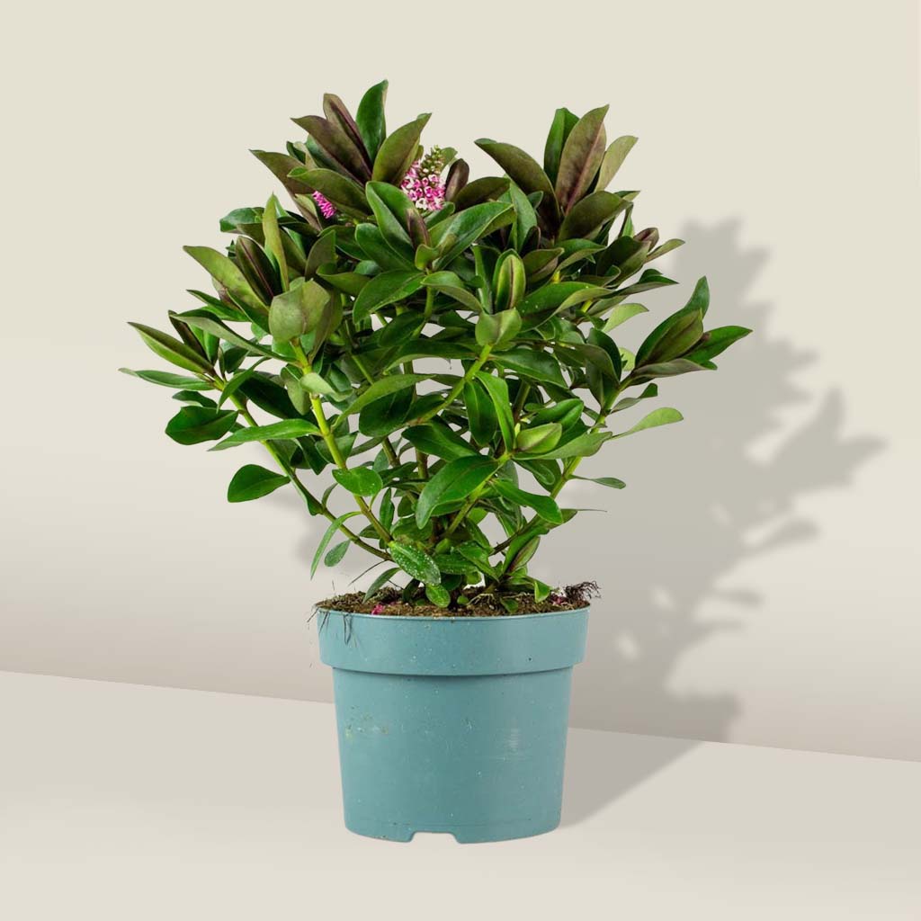 Buy Hebe Plants | Small Indoor Plants | Bloombox Club
