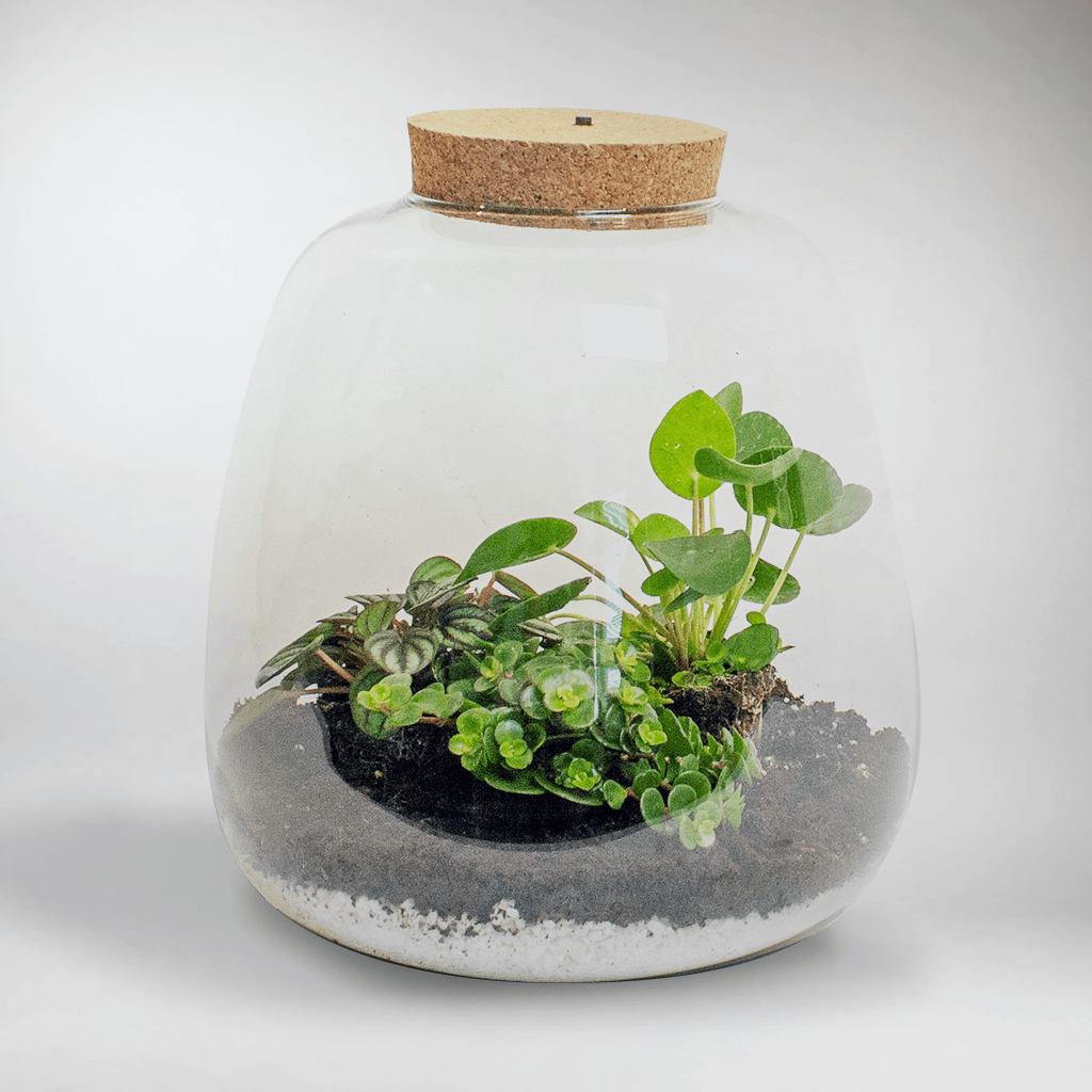 Jungle Plant Kit | Build Own Miniature Jungles – Bloombox Club