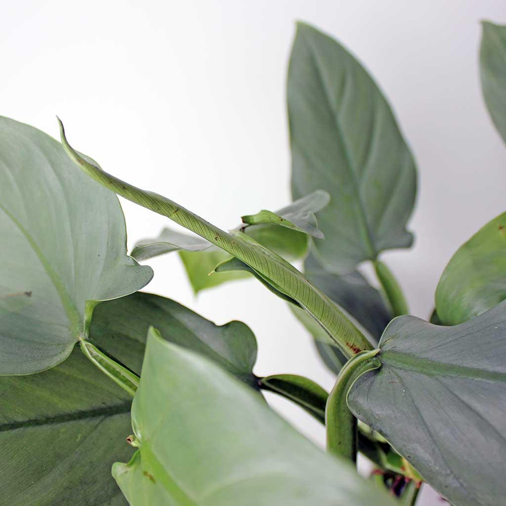 Silver Sword Philodendron Philodendron Hastatum Bloombox Club