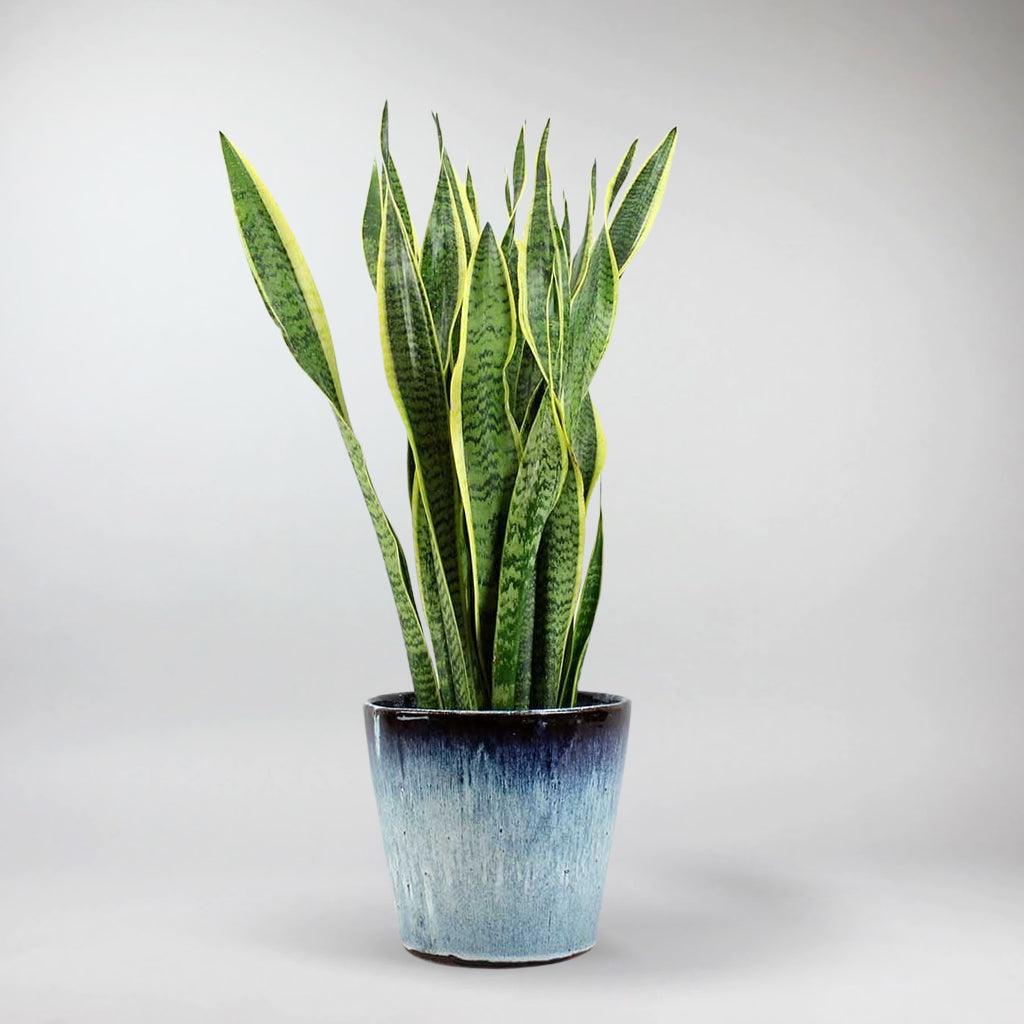 Serpiente Planta Laurentii |  Sansevieria trifasciata 'Laurentii'