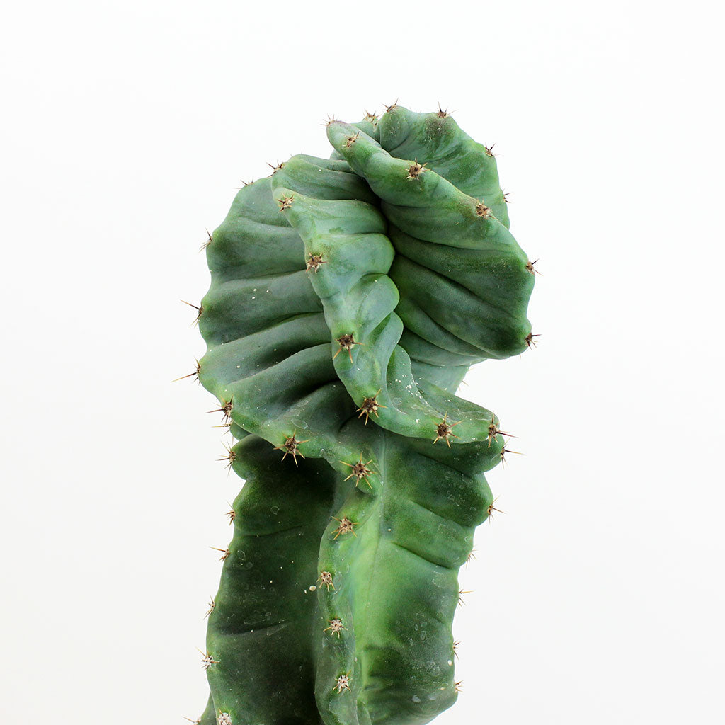 cumming ga spiral cactus