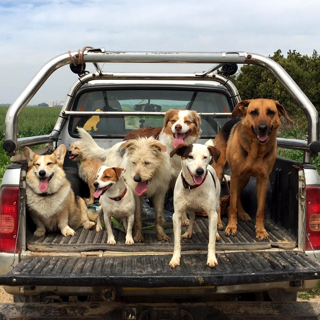 road trip with large dog