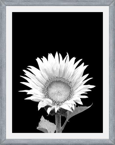 Cuadro Girasol Blanco y Negro – Impresionarte